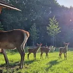 Hotell Fjelsted Skov & Konference 3*